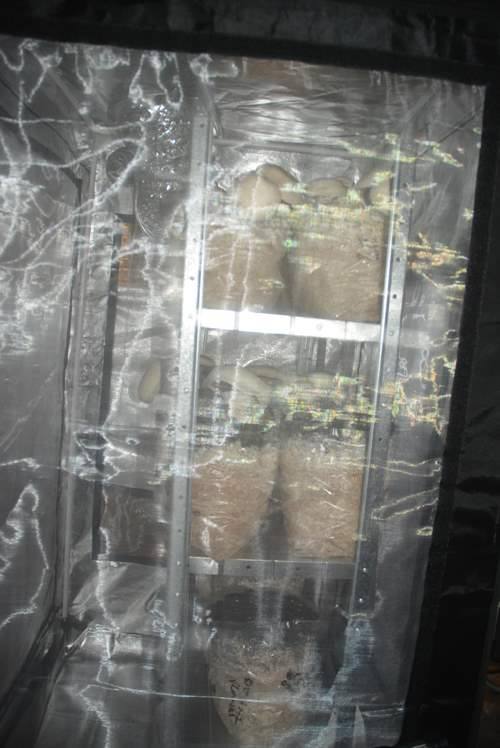 Start your own Mushroom business!